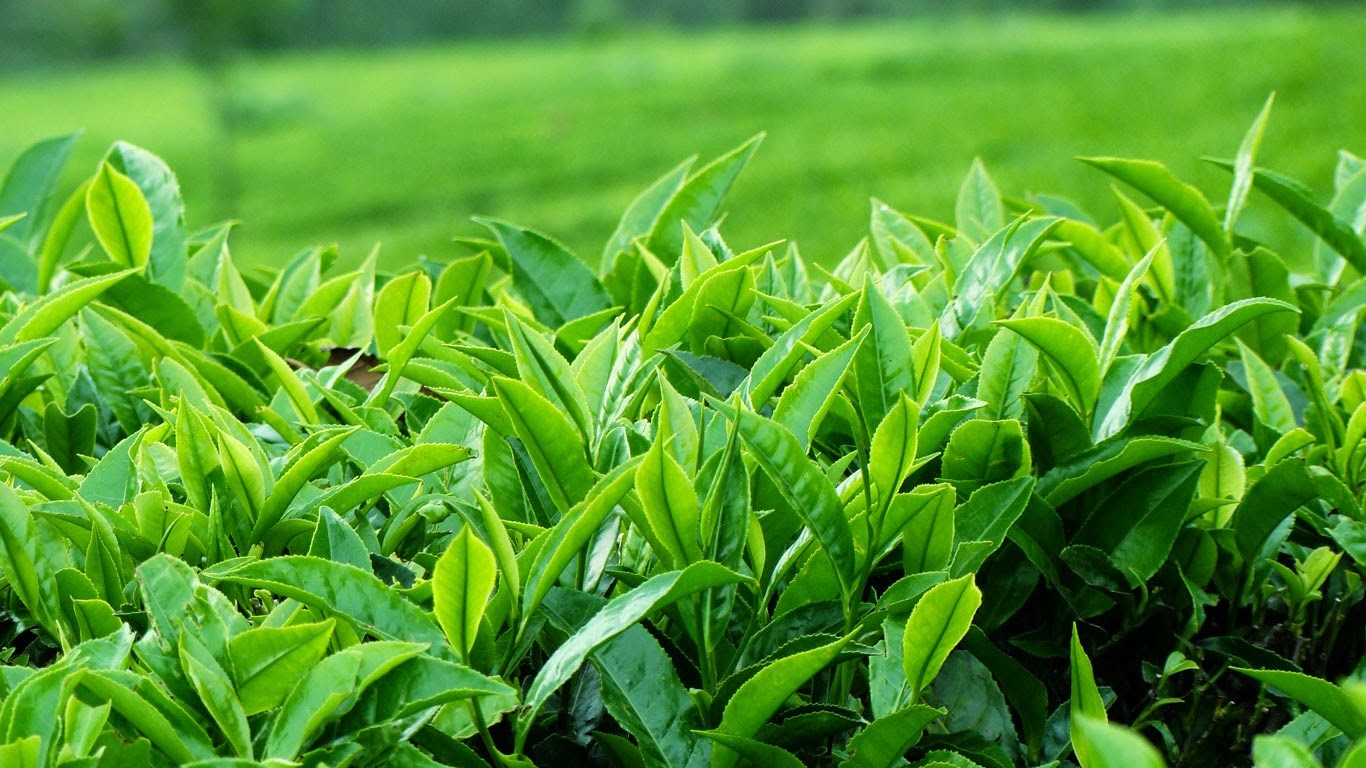 Sức mạnh chống oxy hóa của trà xanh